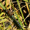 Migrant Hawker