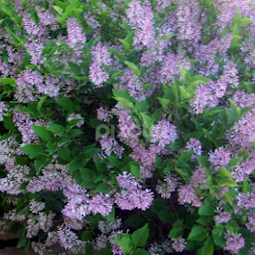 by Beverly Combs - Flowers Flower Gardens