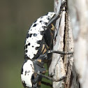 Southwestern Ironclad Beetle