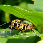 Digger wasp