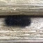 Black shallowtail Caterpillar