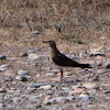 Collared Pratincole; Canastera