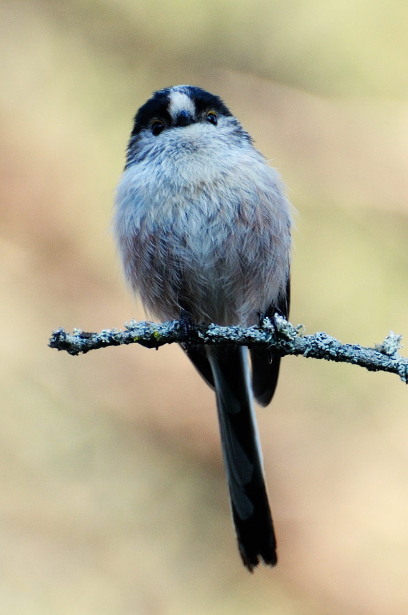 Long-tailed tit; Mito