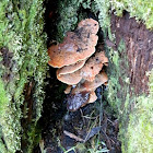 Bracket fungus - four