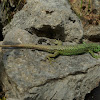 Iberian rock lizard