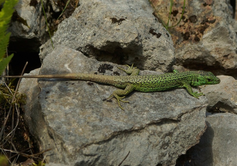 Iberian rock lizard