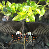 Common Mormon Butterfly