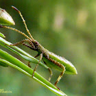 Leaf footed bug nymph