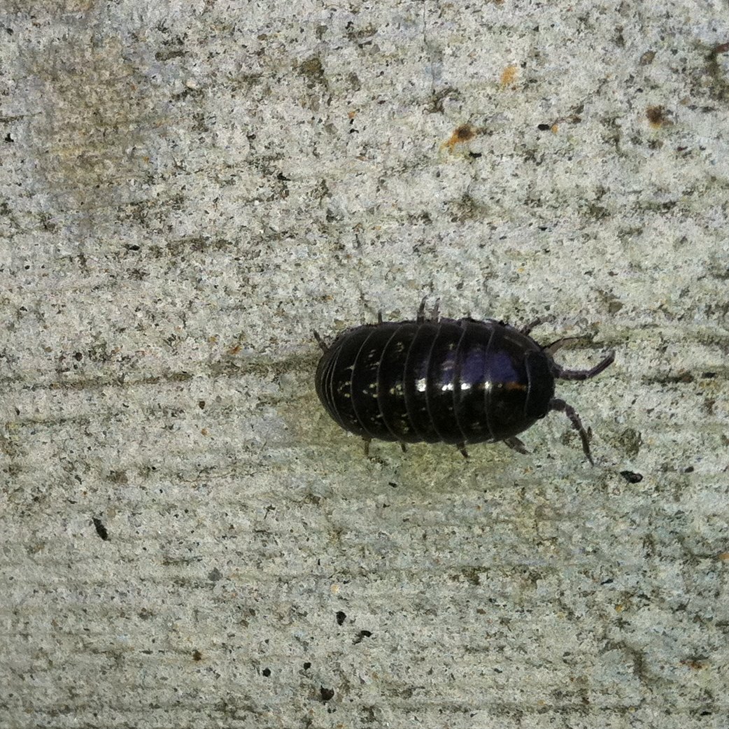 Woodlouse