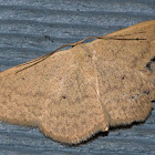 Cream Wave Moth