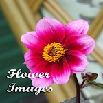 Flower Images Apk