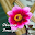 Flower Images Download on Windows