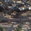 Desert iguana