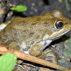 Cape River Frog