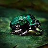Green Dung Beetle 