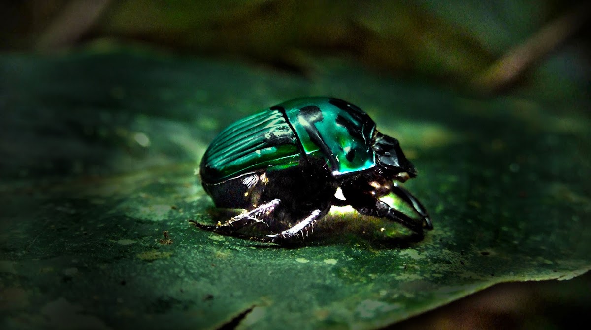 Green Dung Beetle 