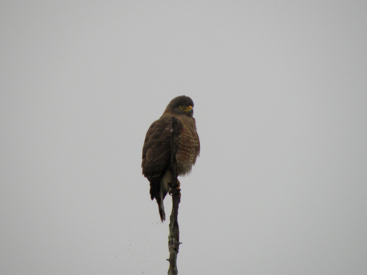 roadside hawk