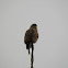 roadside hawk