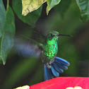 Green-crowned Brilliant (male)