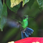 Green-crowned Brilliant (male)