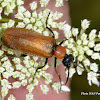 Blister beetles