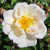 Hybrid Multiflora Rose