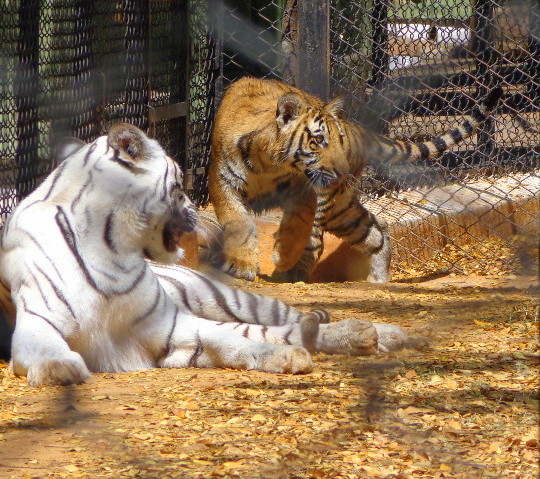 Bengal Tiger & White Tiger