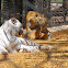 Bengal Tiger & White Tiger