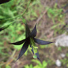Black Wild Flower