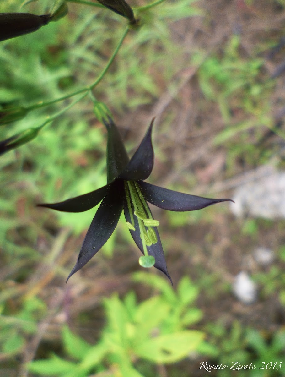 Black Wild Flower