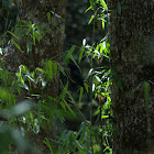 Greater Racket- Tailed Drongo