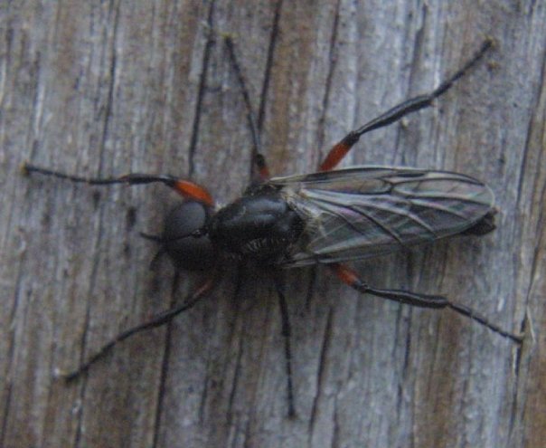 March Fly, male