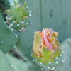 Opuntia Bloom