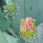 Opuntia Bloom