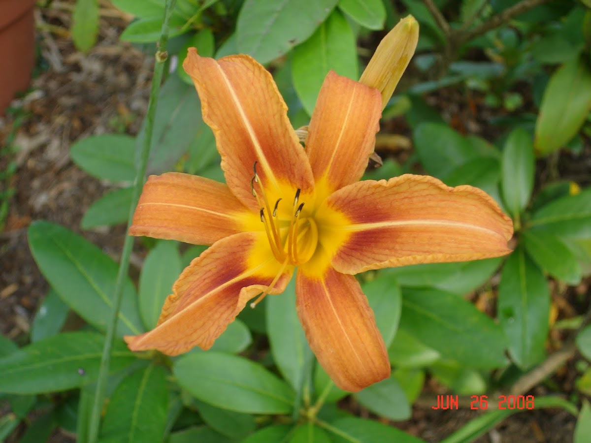 Wild Orange Day Lily