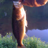 Small mouth Bass