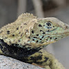 Espaniola lava lizard