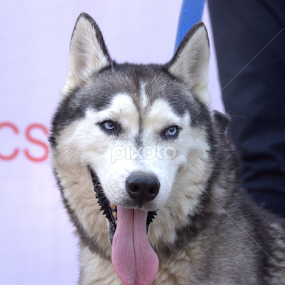 by Dipak Marfatia - Animals - Dogs Portraits
