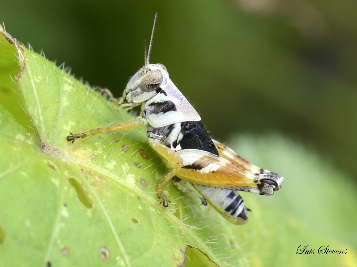 Aztec Spurthroat Grasshopper Nymph