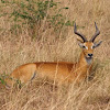 Ugandan Kob (male)