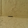 Baby millipede