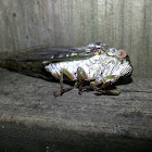 Davis' Southeastern Dog-day Cicada