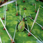 Cactus Bug (Nymph)