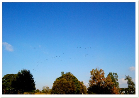 geese9