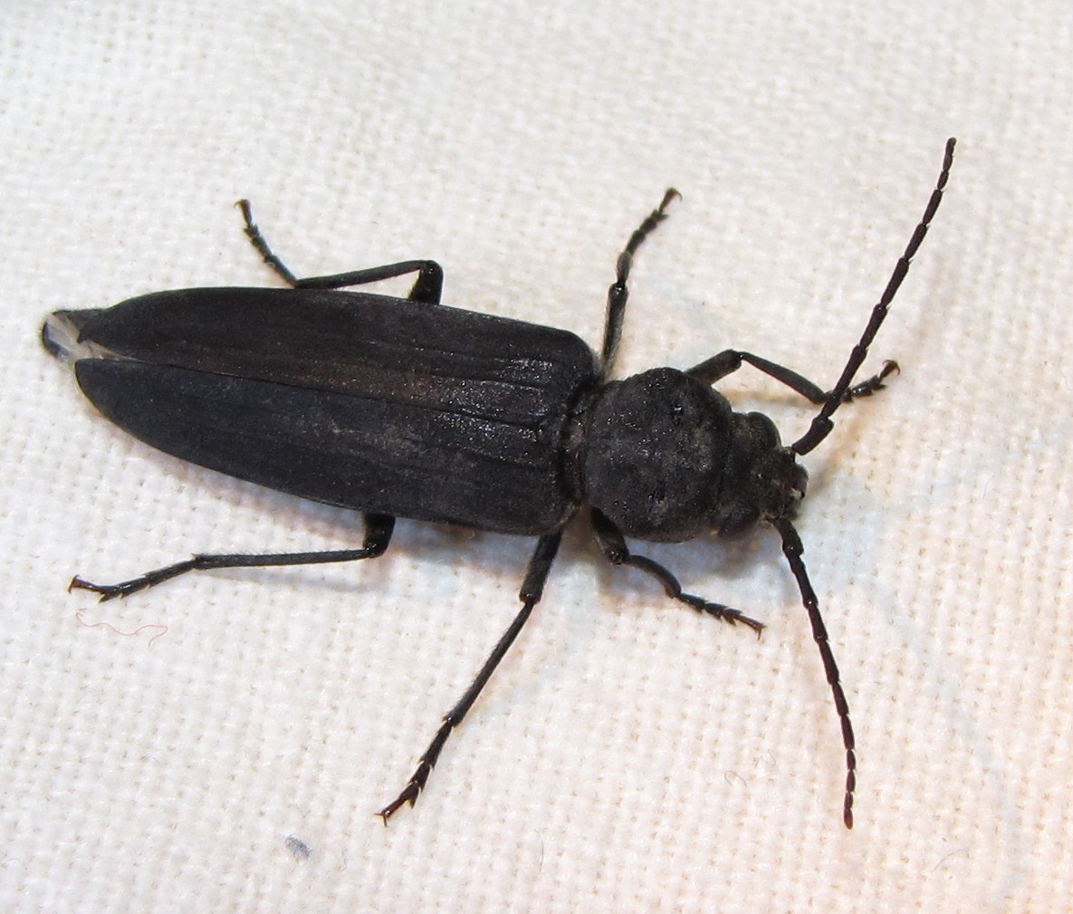 Longhorned beetle