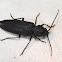 Longhorned beetle