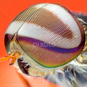 Horsefly: Helmet or Eyes  by Percy Photography - Animals Insects & Spiders