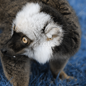 Technicolor Lemur by Zoe Walker Designs - Animals Other Mammals