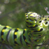 Black Swallowtail caterpillar, fifth instar