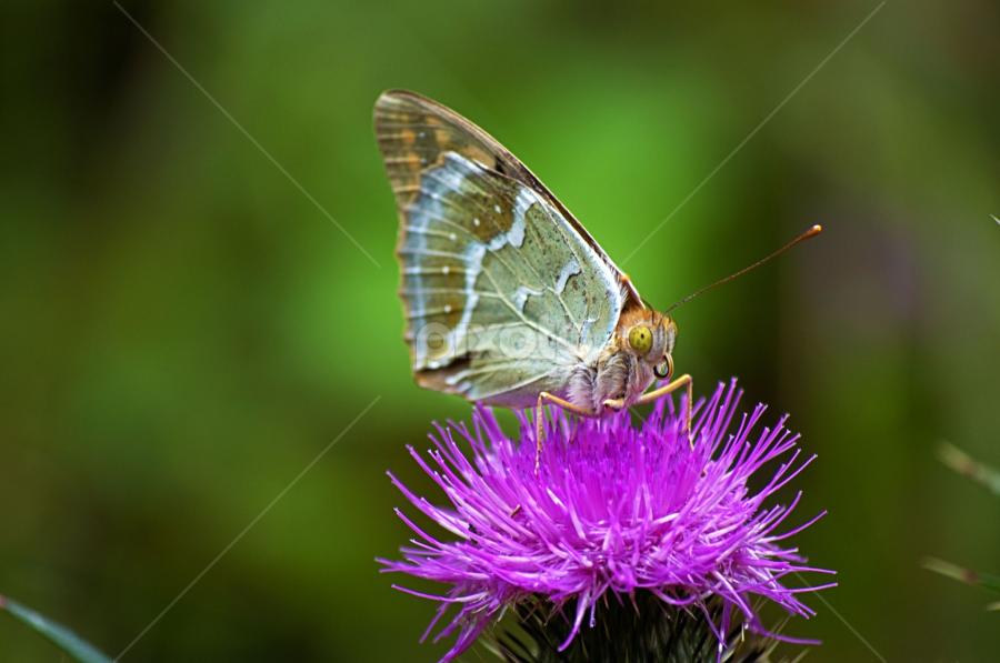 by Neli Dan - Animals Insects & Spiders